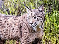 Lynx pardinus 26, Pardellynx, Saxifraga-Bart Vastenhouw