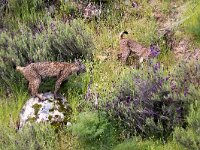 Lynx pardinus 4, Pardellynx, Saxifraga-Bart Vastenhouw