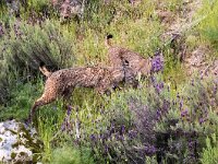 Lynx pardinus 5, Pardellynx, Saxifraga-Bart Vastenhouw