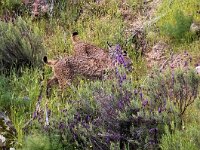 Lynx pardinus 6, Pardellynx, Saxifraga-Bart Vastenhouw