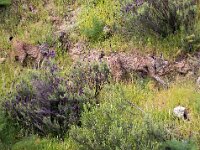 Lynx pardinus 7, Pardellynx, Saxifraga-Bart Vastenhouw