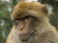 Macaca sylvanus 7, Saxifraga-Willem van Kruijsbergen