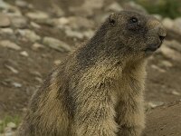 Marmota marmota 28, Saxifraga-Willem van Kruijsbergen