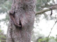 Martes martes 19, Boommarter, Saxifraga-Mark Zekhuis