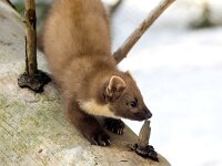 Martes martes 70, Boommarter, Saxifraga-Bart Vastenhouw