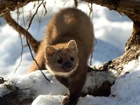 Martes martes 73, Boommarter, Saxifraga-Bart Vastenhouw