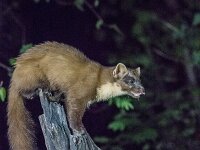 Martes martes 78, Boommarter, adult, Vledder, Saxifraga-Theo Verstrael