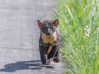 Martes martes 84, Boommarter, Saxifraga-Bart Heijne : 2024, Weerribben, Woldlakeweg, boommarter, juni, zomer, zoogdier