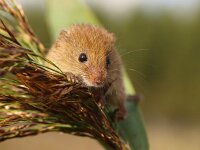 Micromys minutus 3, Dwergmuis, Saxifraga-Rudmer Zwerver