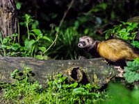 Mustela putorius 25, Bunzing, adult, Vledder, Saxifraga-Theo Verstrael