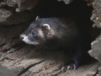 Mustela putorius 7, Bunzing, Saxifraga-Mark Zekhuis