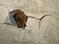 Myotis myotis 3, Vale vleermuis, Saxifraga-Mark Zekhuis