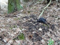 Nyctereutus procyionoides 1, Wasbeerhond, Saxifraga-Mark Zekhuis