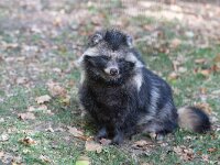 Nyctereutus procyionoides 2, Wasbeerhond, Saxifraga-Luc Hoogenstein