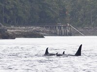 Orcinus orca 35, Orka, Saxifraga-Mark Zekhuis