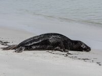 Phoca vitulina 101, Gewone zeehond, adult, Duene (D), Saxifraga-Theo Verstrael