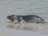 Phoca vitulina 102, Gewone zeehond, adult, Duene (D), Saxifraga-Theo Verstrael