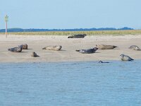 Phoca vitulina 60, Gewone zeehond, Saxifraga-Peter Meininger