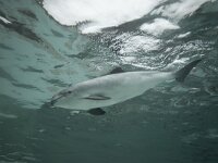 Phocoena phocoena 8, Bruinvis, Saxifraga-Luc Hoogenstein