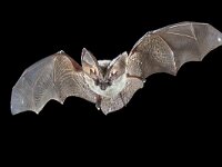 Flying Grey long eared bat  Flying bat isolated on black background. The grey long-eared bat (Plecotus austriacus) is a fairly large European bat. It has distinctive ears, long and with a distinctive fold. It hunts above woodland, often by day, and mostly for moths. : Myotis, action, animal, austriacus, background, barn, bat, black, brown, cevenne, cevennes, close, closeup, contact, creature, cute, dark, ear, eared, ears, europe, european, eye, face, fear, flight, fly, flying, france, head, hunt, hunting, long, long-eared, looking, mammal, natural, nature, night, nocturnal, one, plecotus, portrait, scary, up, vampire, wild, wildlife, wing