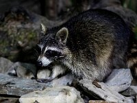 Procyon lotor 11, Wasbeer, Saxifraga-Bart Vastenhouw