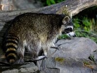 Procyon lotor 13, Wasbeer, Saxifraga-Bart Vastenhouw