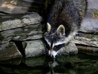 Procyon lotor 14, Wasbeer, Saxifraga-Bart Vastenhouw