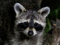Procyon lotor 22, Wasbeer, Saxifraga-Bart Vastenhouw