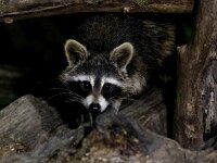 Procyon lotor 27, Wasbeer, Saxifraga-Bart Vastenhouw