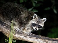 Procyon lotor 30, Wasbeer, Saxifraga-Bart Vastenhouw