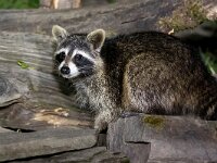 Procyon lotor 32, Wasbeer, Saxifraga-Bart Vastenhouw