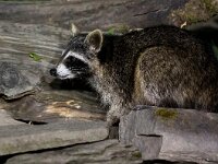 Procyon lotor 33, Wasbeer, Saxifraga-Bart Vastenhouw