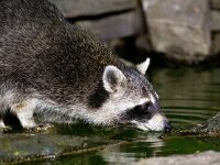 Procyon lotor 36, Wasbeer, Saxifraga-Bart Vastenhouw