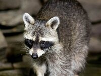 Procyon lotor 38, Wasbeer, Saxifraga-Bart Vastenhouw