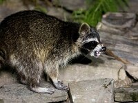 Procyon lotor 40, Wasbeer, Saxifraga-Bart Vastenhouw