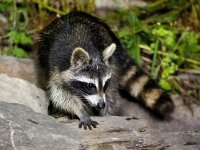 Procyon lotor 42, Wasbeer, Saxifraga-Bart Vastenhouw