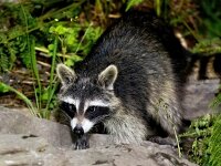 Procyon lotor 46, Wasbeer, Saxifraga-Bart Vastenhouw