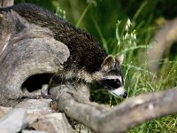 Procyon lotor 50, Wasbeer, Saxifraga-Bart Vastenhouw