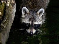 Procyon lotor 67, Wasbeer, Saxifraga-Bart Vastenhouw