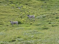 Rangifer tarandus 71, Rendier, Saxifraga-Willem van Kruijsbergen