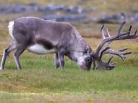Rangifer tarandus platyrhynchus 55, Svalbard rendier, Saxifraga-Bart Vastenhouw
