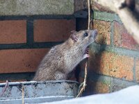 Rattus norvegicus 21, Bruine rat-Saxifraga-Luc Hoogenstein