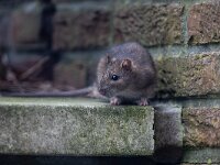 Rattus norvegicus 25, Bruine rat-Saxifraga-Luc Hoogenstein