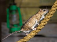 Brown rat on anchor rope  Wild Brown Rat (Rattus norvegicus) walking on anchor rope in harbor warehouse setting : Rattus norvegicus, adult, anxiety, april, attack, box, brown, city, climbing, closeup, crate, europe, full length, harbour, house, lamp, low angle view, mammal, mouse, night, norvegicus, one animal, pest, pests, rat, rats, rattus, rodent, rope, running, secretly, side view, sideview, stealth, summertime, tail, urban, urban nature, walking, warehouse, wild