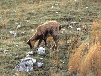 Rupicapra pyrenaica 2, Pyrenese gems, Saxifraga-Jan Boersema