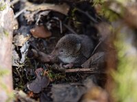 Sorex araneus 12, Gewone bosspitsmuis, Saxifraga-Simone van Velzen