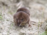 Sorex araneus 7, Gewone bosspitsmuis, Saxifraga-Rudmer Zwerver