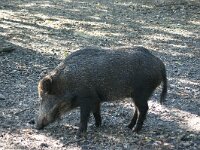 Sus scrofa 15, Wild zwijn, Saxifraga-Adrie Bakx