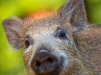 Young wild boar  Young wild boar (Sus scrofa) looking in the camera : Netherlands, animal, background, boar, bristles, brown, clearing, close up, closeup, colorful, creature, cute, dutch, ear, environment, eye, face, fauna, fear, forest, frosty, fur, grass, green, hair, head, hog, hunt, light, look, male, mammal, natural, nature, omnivores, opening, outdoor, outside, pig, portrait, snout, species, spring, stock, sus scrofa, thicket, tusk, tusker, wild, wild-hog, wildlife, wood