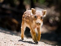 Wild boar piglet  Young Wild Boar (Sus scrofa) is walking in the sun : Netherlands, animal, boar, brown, charge, cold, cute, dangerous, dark, ecology, essen, fell, female, forest, fur, hardy, holland, hunted, juvenile, little, mammal, natural, nature, pig, piglet, pigling, running, small, snout, spring, summer, sus scrofa, swine, teeth, wild, wildlife, young